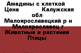Амадины с клеткой  › Цена ­ 1 600 - Калужская обл., Малоярославецкий р-н, Малоярославец г. Животные и растения » Птицы   